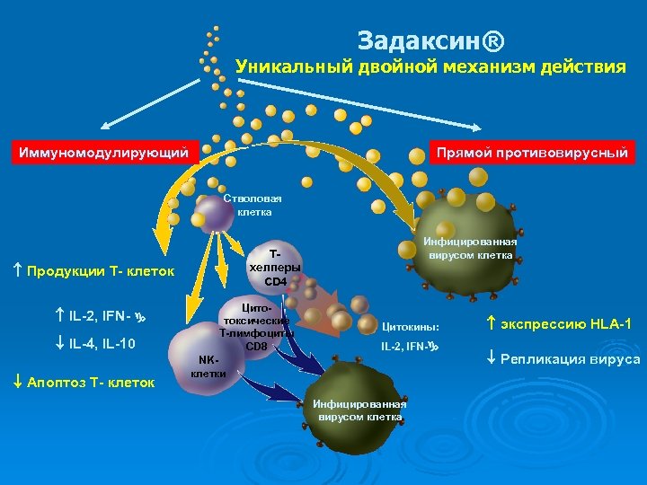Задаксин® Уникальный двойной механизм действия Иммуномодулирующий Прямой противовирусный Стволовая клетка Продукции Т- клеток IL-2,