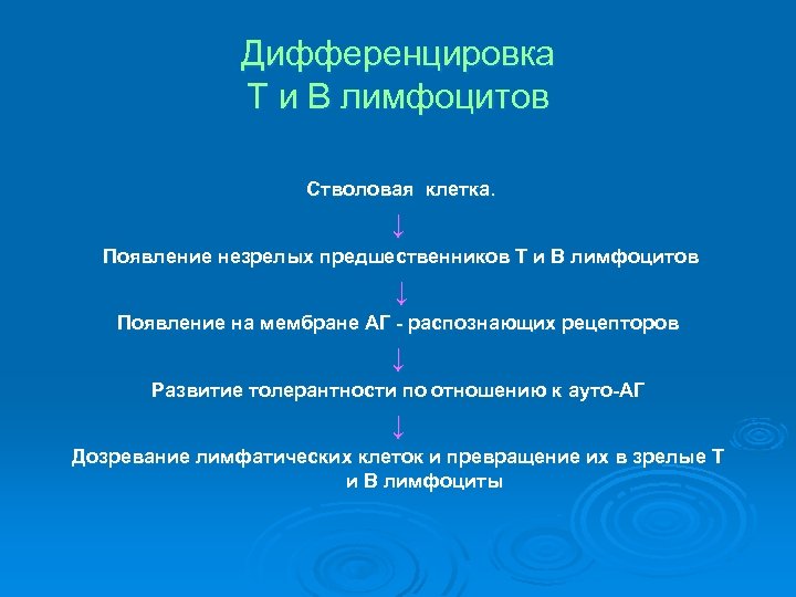 Дифференцировка Т и В лимфоцитов Стволовая клетка. ↓ Появление незрелых предшественников Т и В