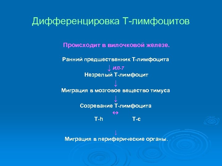 Дифференцировка Т-лимфоцитов Происходит в вилочковой железе. Ранний предшественник Т-лимфоцита ↓ ИЛ-7 Незрелый Т-лимфоцит ↓