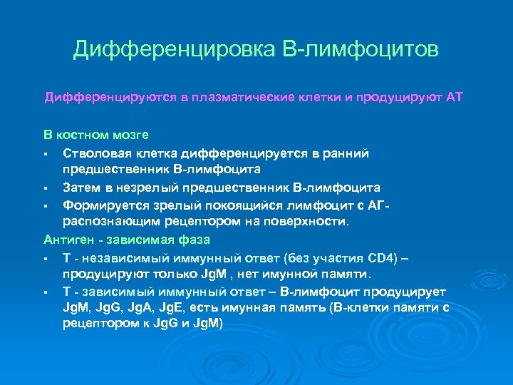 Дифференцировка В-лимфоцитов Дифференцируются в плазматические клетки и продуцируют АТ В костном мозге § Стволовая