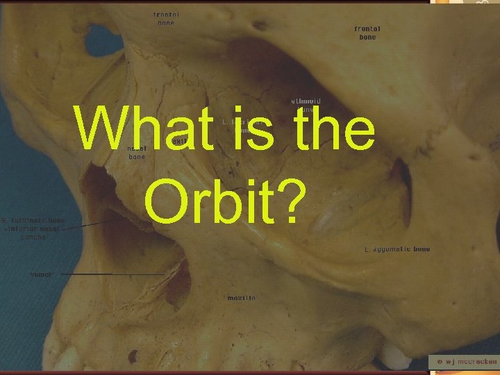 What is the Orbit? 