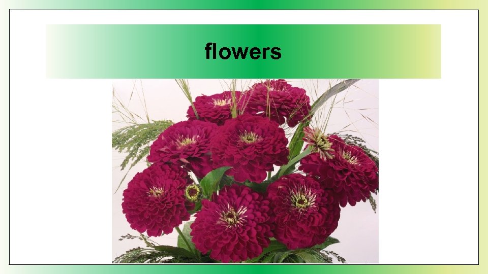 flowers 