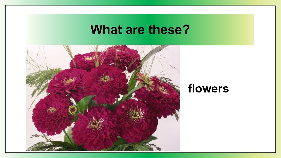 What are these? flowers 