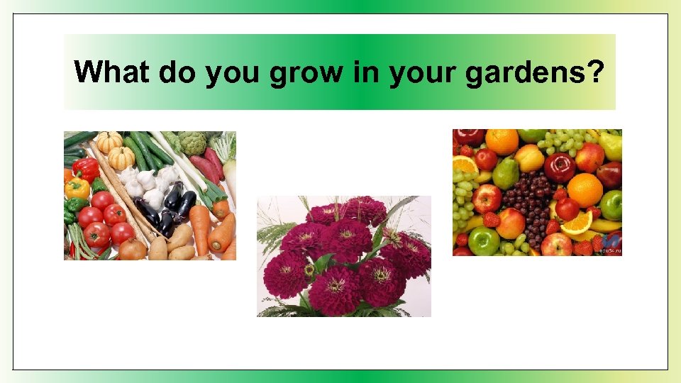 What do you grow in your gardens? 