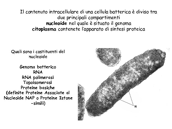 Il contenuto intracellulare di una cellula batterica è diviso tra due principali compartimenti nucleoide