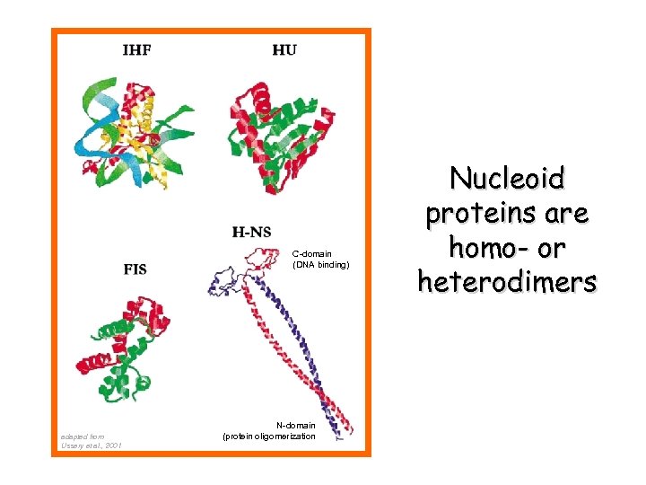 C-domain (DNA binding) adapted from Ussery et al. , 2001 N-domain (protein oligomerization Nucleoid
