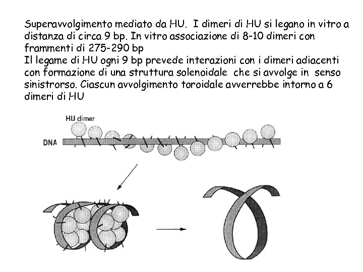 Superavvolgimento mediato da HU. I dimeri di HU si legano in vitro a distanza