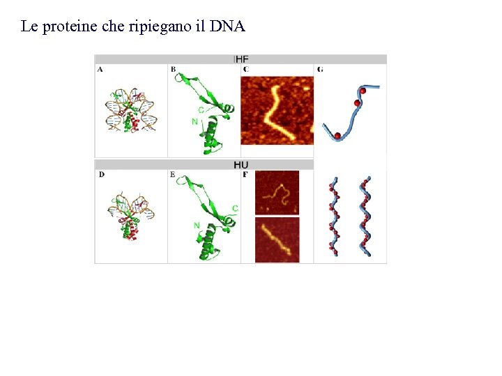 Le proteine che ripiegano il DNA 