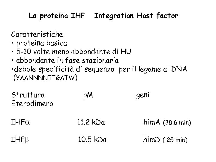 La proteina IHF Integration Host factor Caratteristiche • proteina basica • 5 -10 volte