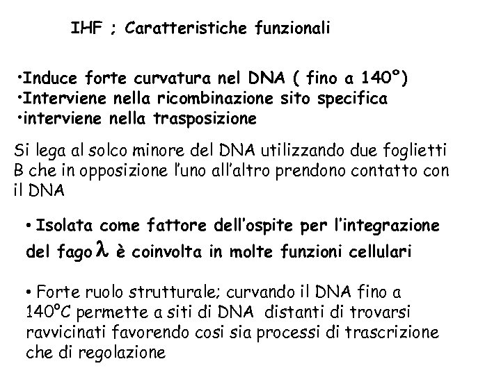 IHF ; Caratteristiche funzionali • Induce forte curvatura nel DNA ( fino a 140°)