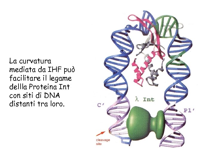 La curvatura mediata da IHF può facilitare il legame dellla Proteina Int con siti