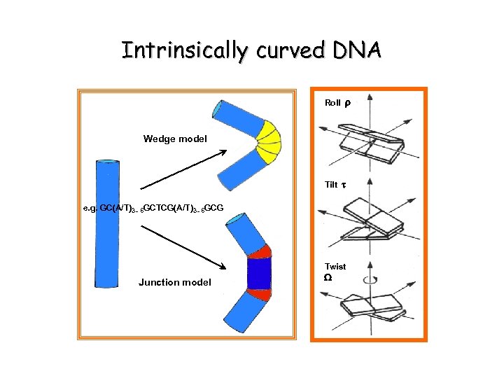 Intrinsically curved DNA Roll r Wedge model Tilt t e. g. GC(A/T)3 - 6