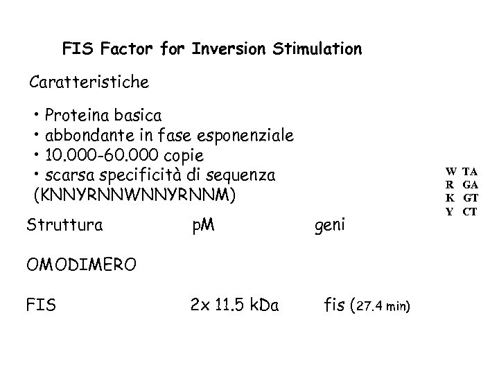FIS Factor for Inversion Stimulation Caratteristiche • Proteina basica • abbondante in fase esponenziale