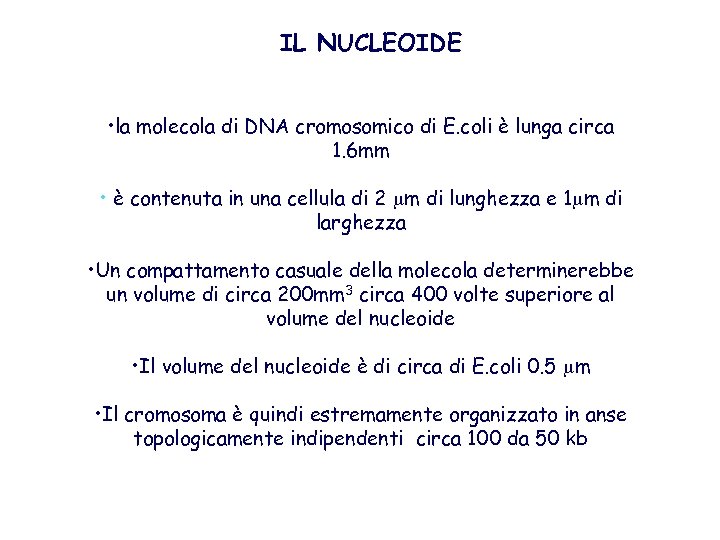 IL NUCLEOIDE • la molecola di DNA cromosomico di E. coli è lunga circa