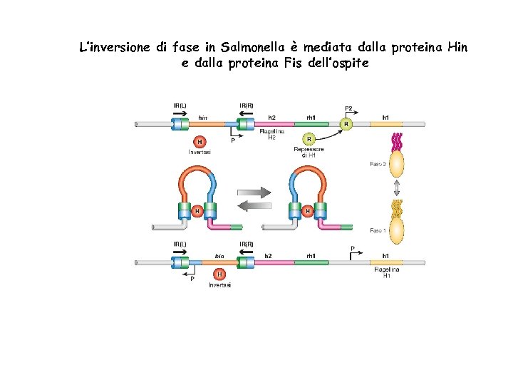 L’inversione di fase in Salmonella è mediata dalla proteina Hin e dalla proteina Fis