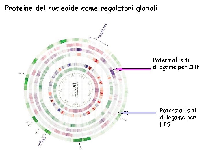 Proteine del nucleoide come regolatori globali Potenziali siti dilegame per IHF Potenziali siti di