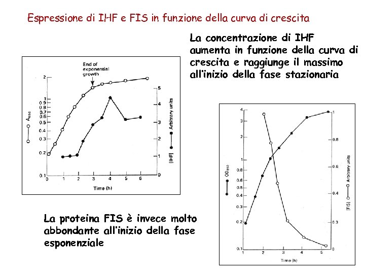 Espressione di IHF e FIS in funzione della curva di crescita La concentrazione di