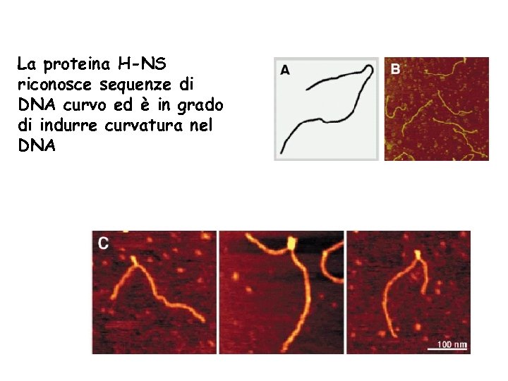 La proteina H-NS riconosce sequenze di DNA curvo ed è in grado di indurre