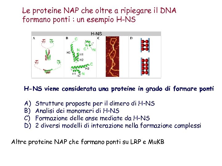 Le proteine NAP che oltre a ripiegare il DNA formano ponti : un esempio