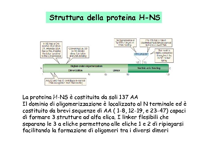 Struttura della proteina H-NS La proteina H-NS è costituita da soli 137 AA Il