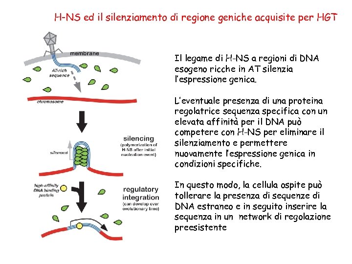 H-NS ed il silenziamento di regione geniche acquisite per HGT Il legame di H-NS