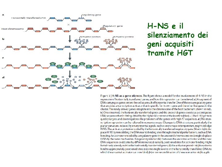 H-NS e il silenziamento dei geni acquisiti tramite HGT 