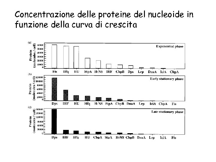 Concentrazione delle proteine del nucleoide in funzione della curva di crescita 