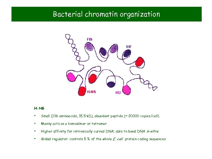 Bacterial chromatin organization FIS IHF H-NS HU H-NS • Small (136 aminoacids, 15. 5