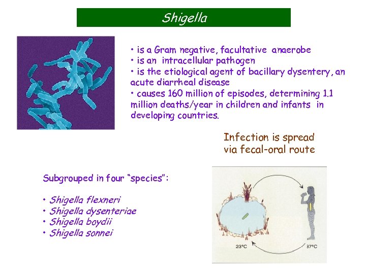 Shigella • is a Gram negative, facultative anaerobe • is an intracellular pathogen •