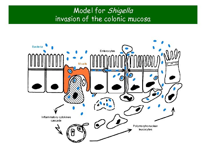 Model for Shigella invasion of the colonic mucosa Bacteria Enterocytes M cells Inflammatory cytokines