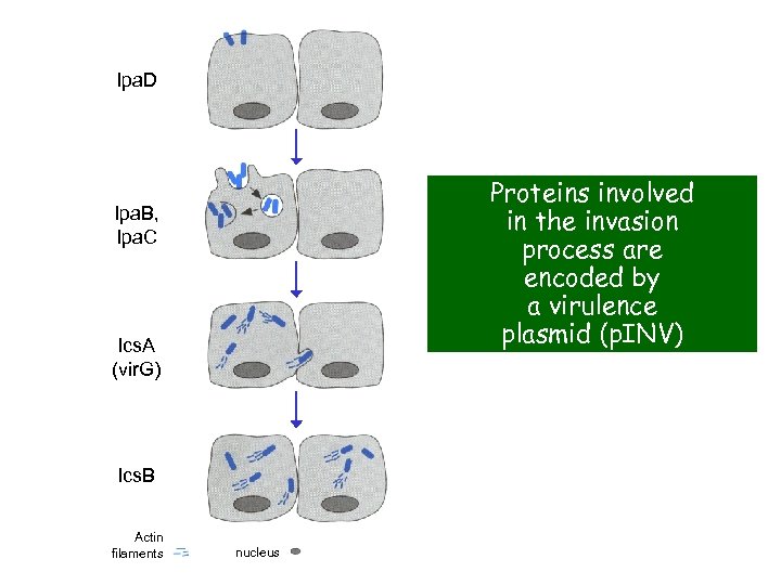 Ipa. D Proteins involved in the invasion process are encoded by a virulence plasmid