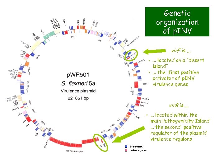 Genetic organization of p. INV vir. F is. . . • … located on