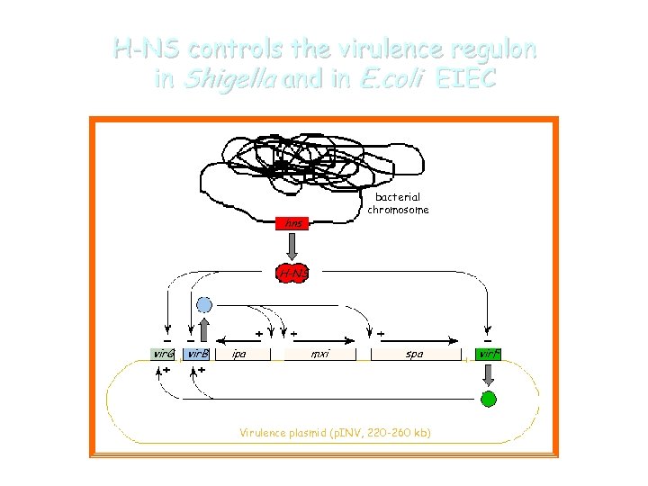 H-NS controls the virulence regulon in Shigella and in E. coli EIEC bacterial chromosome