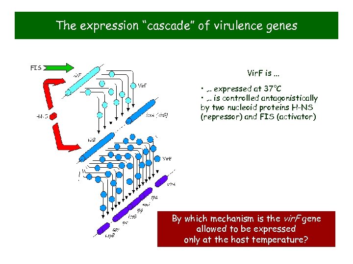 The expression “cascade” of virulence genes FIS Vir. F is. . . • …