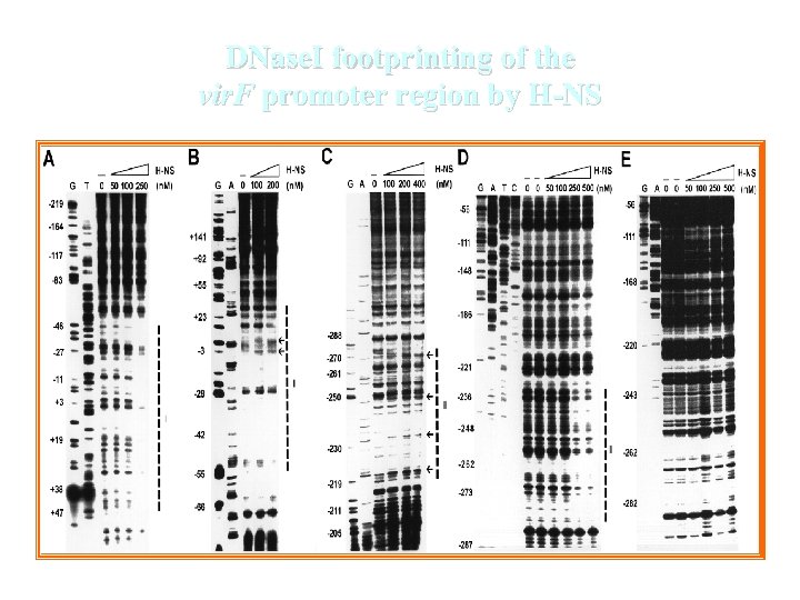 DNase. I footprinting of the vir. F promoter region by H-NS 
