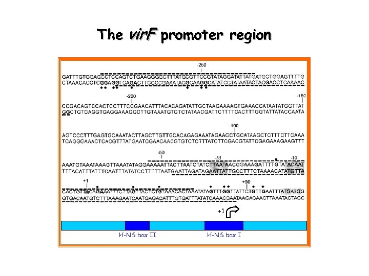 The vir. F promoter region +1 H-NS box II H-NS box I 