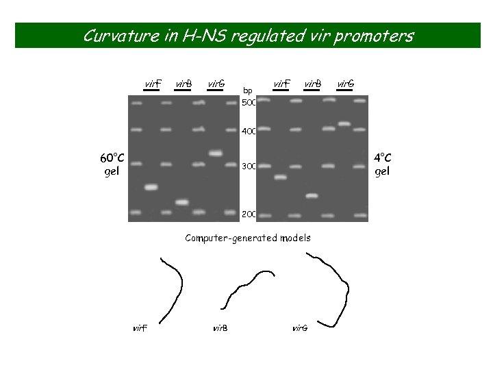 Curvature in H-NS regulated vir promoters vir. F vir. B vir. G bp 500