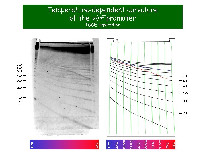 Temperature-dependent curvature of the vir. F promoter TGGE separation 700 600 500 400 700