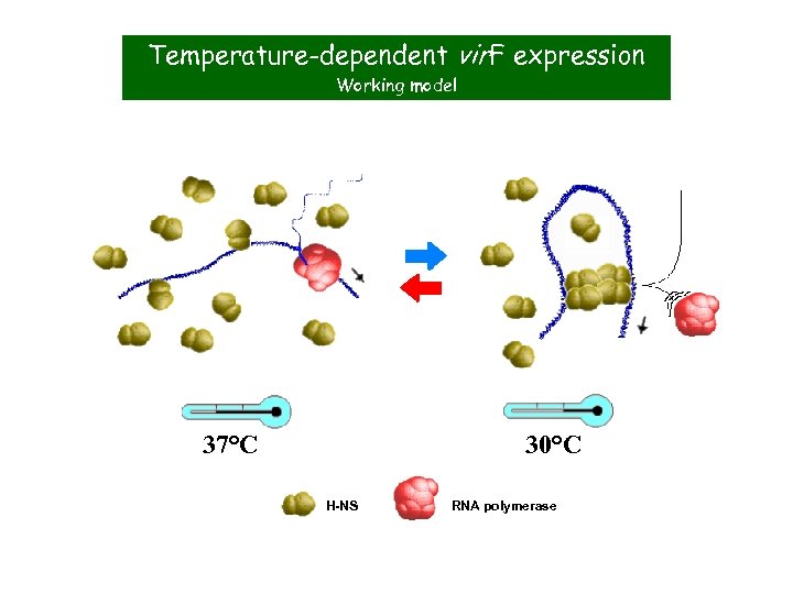 Temperature-dependent vir. F expression Working model 37°C 30°C H-NS RNA polymerase 
