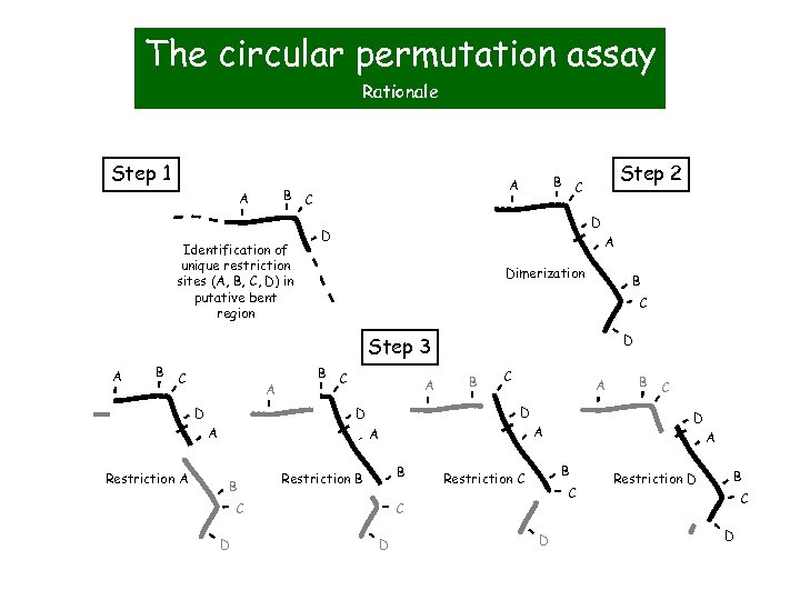 The circular permutation assay Rationale Step 1 B C A Identification of unique restriction