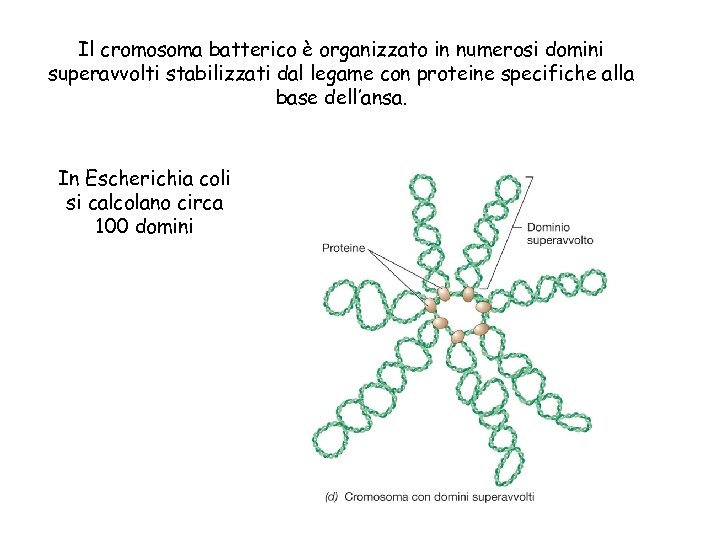 Il cromosoma batterico è organizzato in numerosi domini superavvolti stabilizzati dal legame con proteine