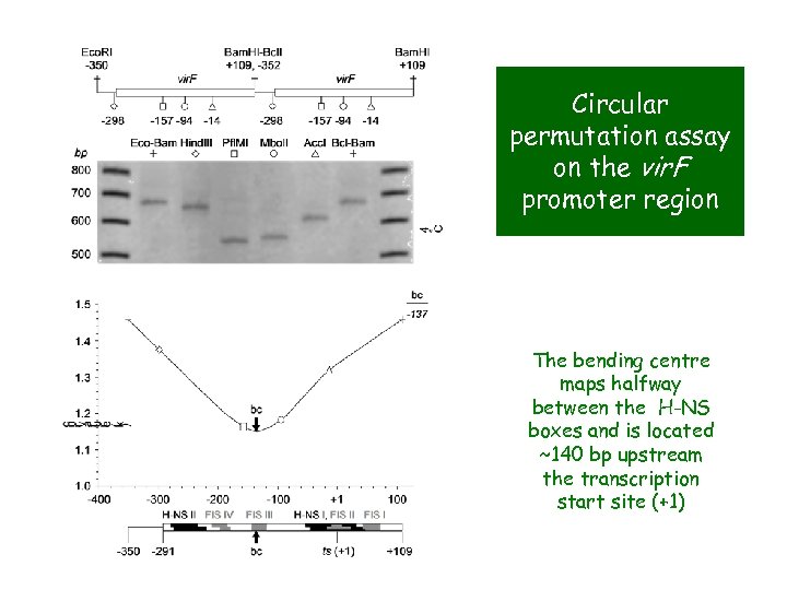 Circular permutation assay on the vir. F promoter region The bending centre maps halfway