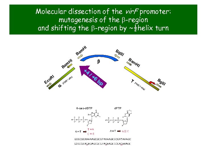Molecular dissection of the vir. F promoter: mutagenesis of the b-region and shifting the