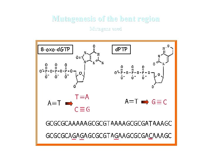 Mutagenesis of the bent region Mutagens used 8 -oxo-d. GTP d. PTP 