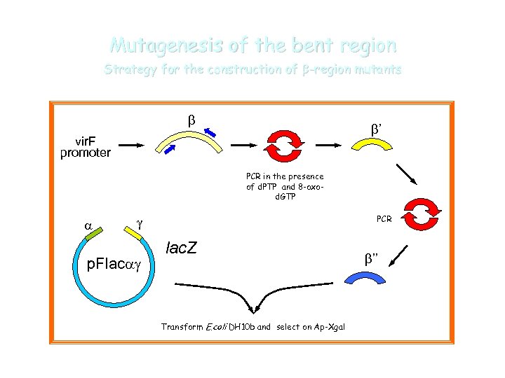 Mutagenesis of the bent region Strategy for the construction of b-region mutants b b’