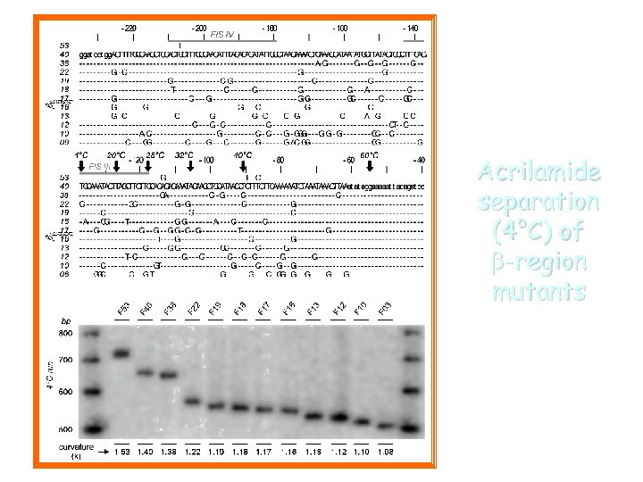 Acrilamide separation (4°C) of b-region mutants 