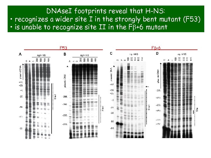 DNAse. I footprints reveal that H-NS: • recognizes a wider site I in the