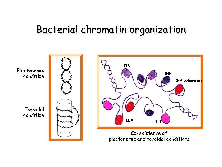 Bacterial chromatin organization Plectonemic condition FIS IHF RNA polimerasi Toroidal condition H-NS HU Co-existence