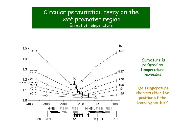 Circular permutation assay on the vir. F promoter region Effect of temperature Curvature is