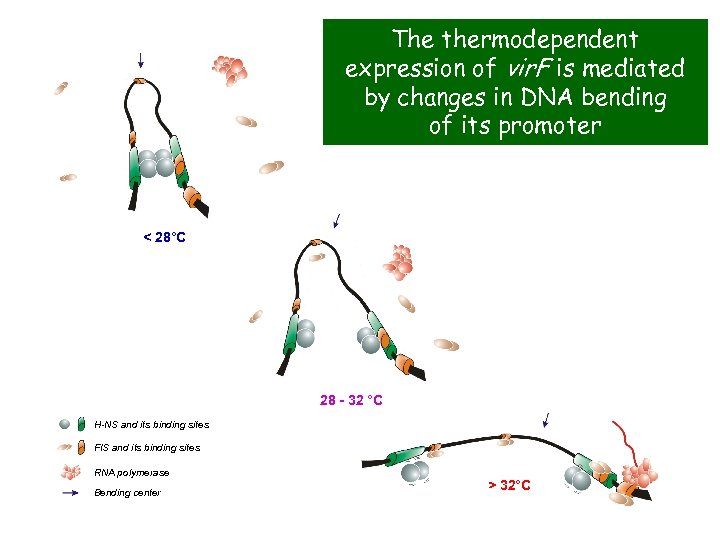 The thermodependent expression of vir. F is mediated by changes in DNA bending of